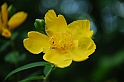 Fiori, Piante, natura_47